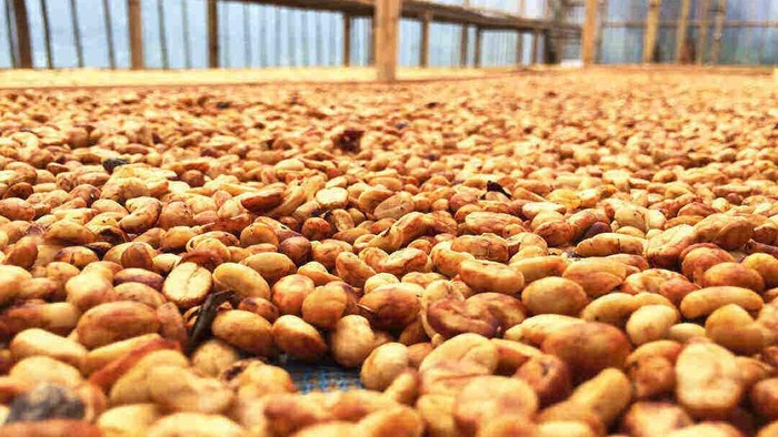 Kenalan Yuk! 4 Metode Pengolahan Kopi yang Bikin Karakter Rasanya Beda