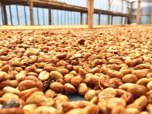 Kenalan Yuk! 4 Metode Pengolahan Kopi yang Bikin Karakter Rasanya Beda