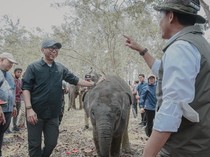 Pemprov Lampung Dorong Keseimbangan Konservasi Gajah-Aktivitas Masyarakat