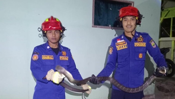 Petugas Damkar berhasil mengevakuasi king kobra yang masuk permukiman warga.
