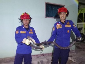 Kehadiran King Kobra 3 Meter Gegerkan Warga Ciamis