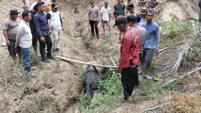 Tapir kembali muncul di Kabupaten Mesuji, Lampung, dan berhasil diamankan