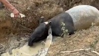 TNWK rumah bagi beragam satwa liar. Berdasarkan data Direktorat Jenderal Konservasi Sumber Daya Alam dan Ekosistem (Ditjen KSDAE), hewan endemik, langka, dilindungi, dan berstatus terancam punah seperti tapir (Tapirus indicus) hidup di taman nasional ini. Foto: (Foto: Istimewa)