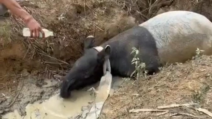 Tapir yang tertangkap di perkebunan sawit di lampung