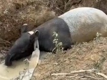 Diduga Stres, Tapir di Mesuji Berkeliaran di Perkebunan Sawit