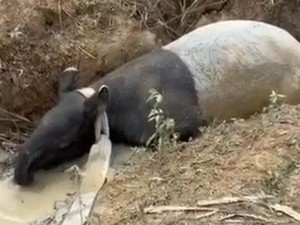 Diduga Stres, Tapir di Mesuji Berkeliaran di Perkebunan Sawit