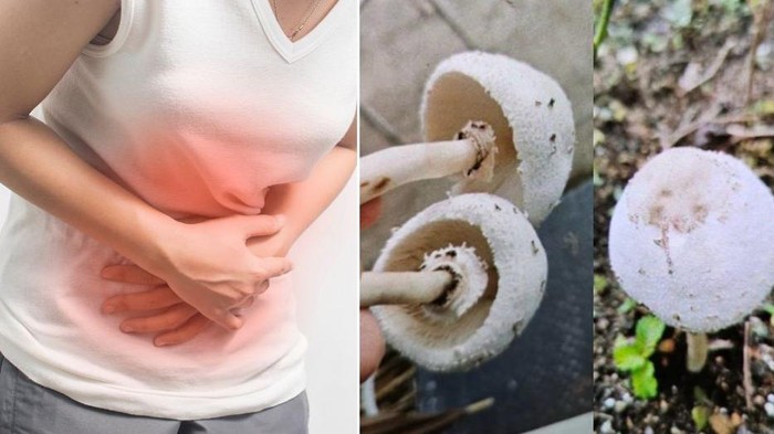 Tukang kebun keracunan usai konsumsi jamur liar
