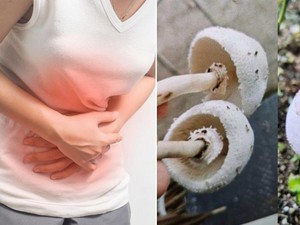 Duh! Tukang Kebun Keracunan Usai Makan Jamur Liar yang Dipetik Sendiri
