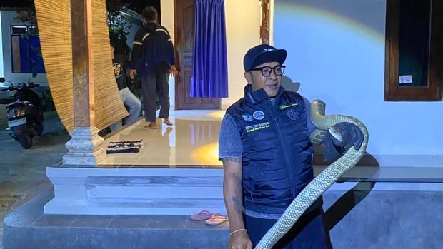 Ular king kobra sepanjang 2,5 meter masuk ke rumah warga di Banjar Glagah, Desa Pasangan, Kecamatan Marga, Tabanan, Minggu (20/9/2026) malam. Dok. Istimewa Ular king kobra sepanjang 2,5 meter masuk ke rumah warga di Banjar Glagah, Desa Pasangan, Kecamatan Marga, Tabanan, Minggu (20/9/2026) malam. Dok. Istimewa
