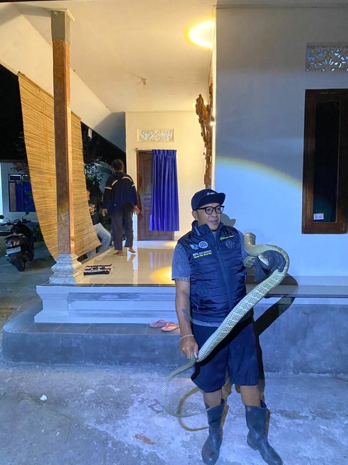 Ular king kobra sepanjang 2,5 meter masuk ke rumah warga di Banjar Glagah, Desa Pasangan, Kecamatan Marga, Tabanan, Minggu (20/9/2026) malam. Dok. Istimewa