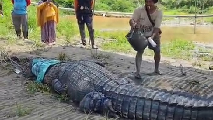 Buaya 7 meter ditangkap warga di Kolaka Timur.
