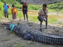 Penampakan Buaya 7 Meter Ditangkap Warga Koltim Pakai Tali