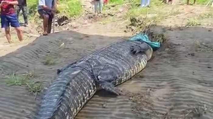 Buaya 7 meter ditangkap warga di Kolaka Timur.