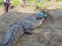 Warga Koltim Tangkap Buaya 7 Meter di Sungai Ladongi