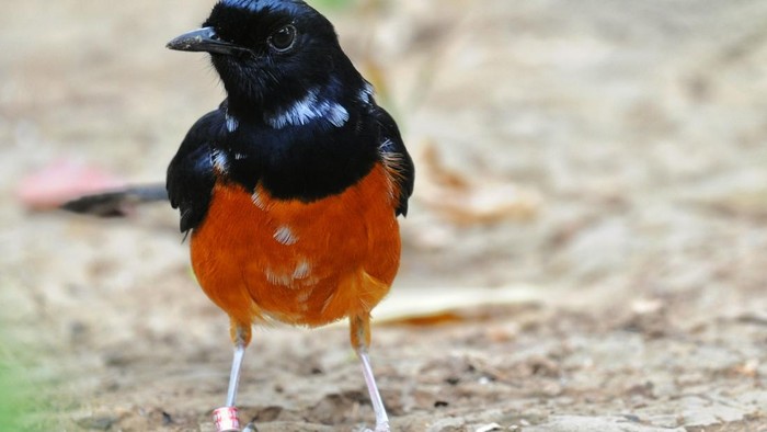 Burung Murai Batu dilepasliarkan tanpa prosedur di Pegunungan Sanggabuana Kabupaten Karawang