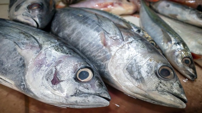 Cara menyimpan ikan agar tetap awet segar