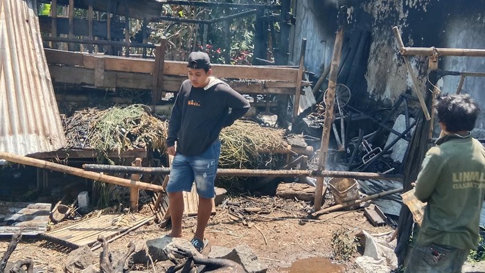Kondisi sembilan ekor kambing yang hangus terbakar di Desa Gandatapa, Kecamatan Sumbang, Kabupaten Banyumas, Selasa (22/9/2026).