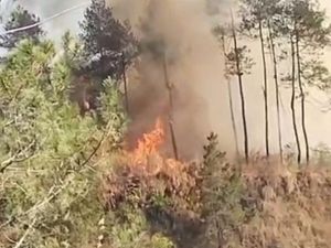 Hutan di Lereng Gunung Merapi Terbakar Sore Ini