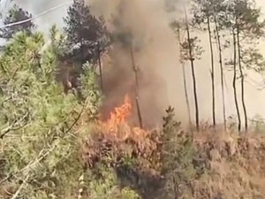 Kebakaran Hutan di Lereng Gunung Merapi Padam