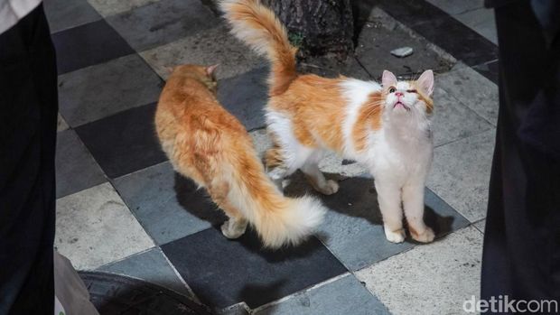 Kucing yang viral di Jalan Tunjungan Surabaya Kucing yang viral di Jalan Tunjungan Surabaya