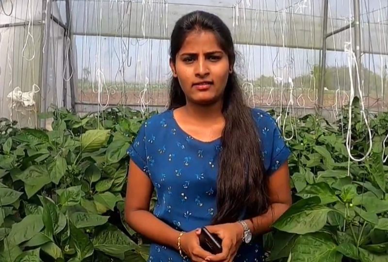 Lulusan MBA Tinggalkan Kerja Korporat, PIlih Panen Paprika yang Raup Rp7 M!