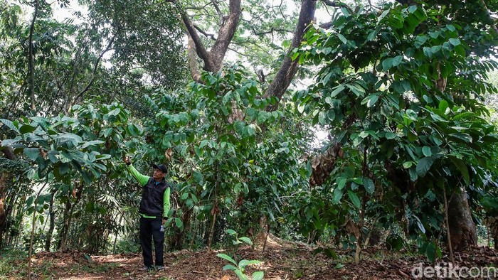 Melihat Kebun Kopi di Tengah Hutan Kota Jakarta