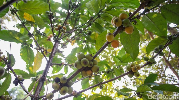 Melihat Kebun Kopi di Tengah Hutan Kota Jakarta