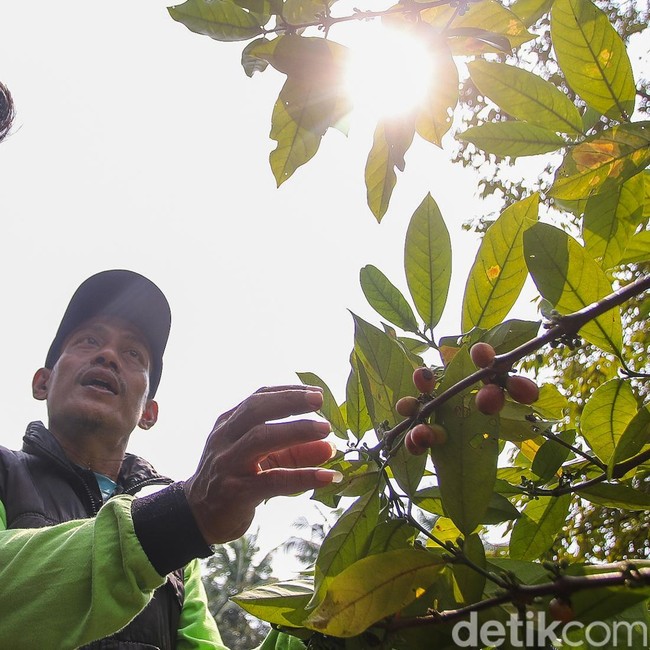 Melihat Kebun Kopi di Tengah Hutan Kota Jakarta