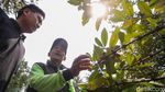 Melihat Kebun Kopi di Tengah Hutan Kota Jakarta