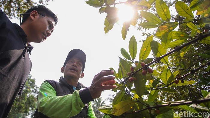 Melihat Kebun Kopi di Tengah Hutan Kota Jakarta