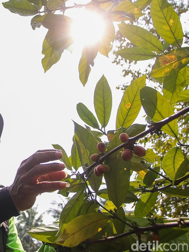 Melihat Kebun Kopi di Tengah Hutan Kota Jakarta