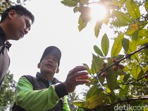 Melihat Kebun Kopi di Tengah Hutan Kota Jakarta