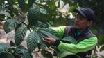 Melihat Kebun Kopi di Tengah Hutan Kota Jakarta