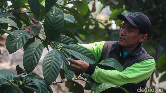 Melihat Kebun Kopi di Tengah Hutan Kota Jakarta