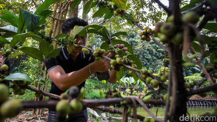 Melihat Kebun Kopi di Tengah Hutan Kota Jakarta