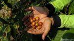Melihat Kebun Kopi di Tengah Hutan Kota Jakarta