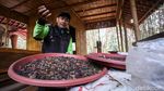Melihat Kebun Kopi di Tengah Hutan Kota Jakarta