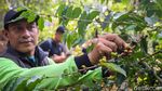Melihat Kebun Kopi di Tengah Hutan Kota Jakarta