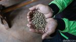 Melihat Kebun Kopi di Tengah Hutan Kota Jakarta
