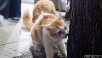 Bimo menjelaskan perawatan terhadap 19 ekor kucing selama ini. Alasan membawa beberapa di antaranya ke ruang publik untuk berinteraksi dan memberikan edukasi kepada masyarakat.