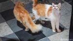 Melihat Lebih Dekat Kucing Viral Lemas di Jalan Tunjungan