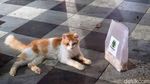 Melihat Lebih Dekat Kucing Viral Lemas di Jalan Tunjungan