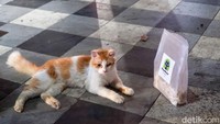 Saat dikunjungi kucing-kucing tersebut tidak menggunakan kustom seperti saat viral di media sosial.