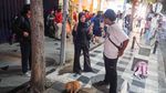 Melihat Lebih Dekat Kucing Viral Lemas di Jalan Tunjungan