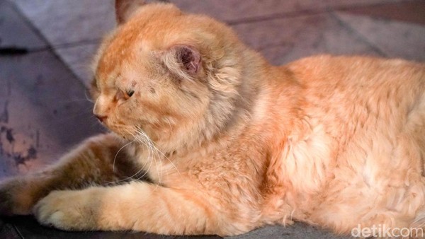 Melihat Lebih Dekat Kucing Viral Lemas di Jalan Tunjungan