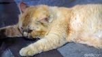 Melihat Lebih Dekat Kucing Viral Lemas di Jalan Tunjungan
