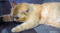 Menurut pemiliknya, setiap kucing memiliki karakter berbeda sehingga sebagian dapat lebih tenang ketika berada di lingkungan yang ramai.