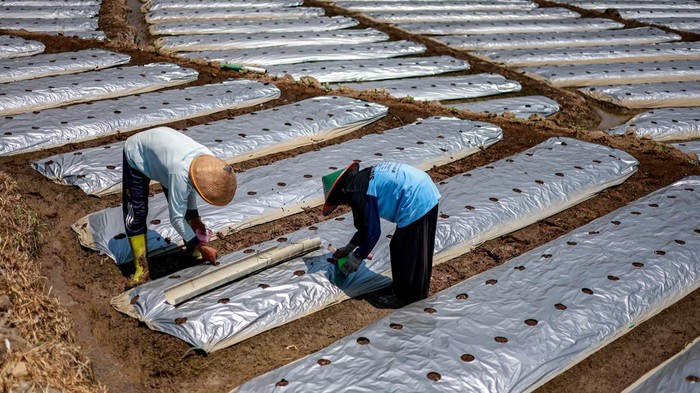 Petani menanam mentimun di lereng Gunung Lawu, Magetan, Jawa Timur, Selasa (22/9/2026). Guna mempertahankan produksi saat musim kemarau, petani setempat memasang plastik mulsa perak pada media tanam untuk mengurangi penguapan air dan pertumbuhan gulma. ANTARA FOTO/Muhammad Mada/wsj.