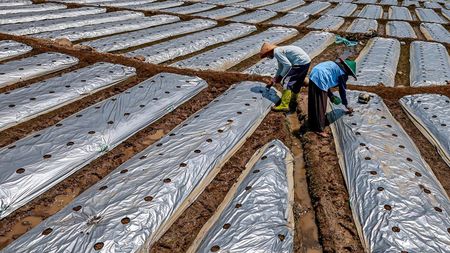 Mulsa Perak Jadi Andalan Petani Mentimun Hadapi Musim Kemarau
