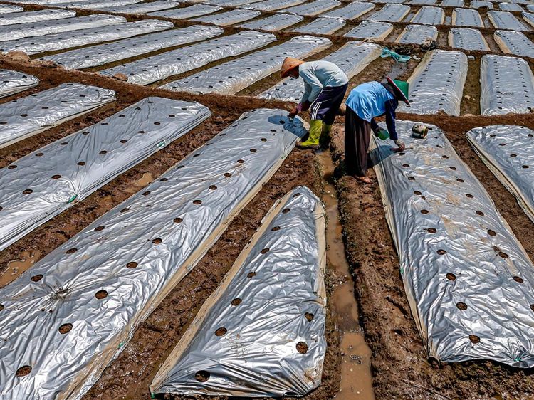 Mulsa Perak Jadi Andalan Petani Mentimun Hadapi Musim Kemarau